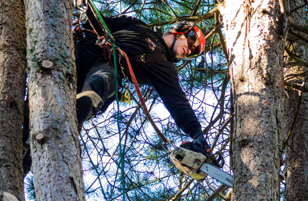 Tree Trimming