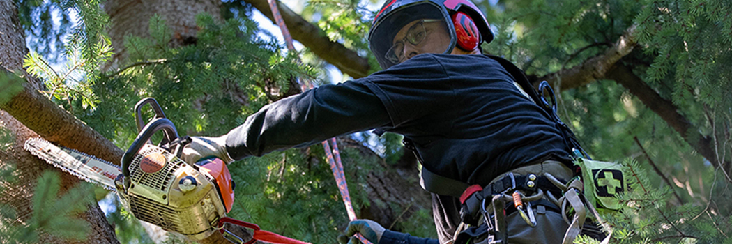 Tree trimming & removal